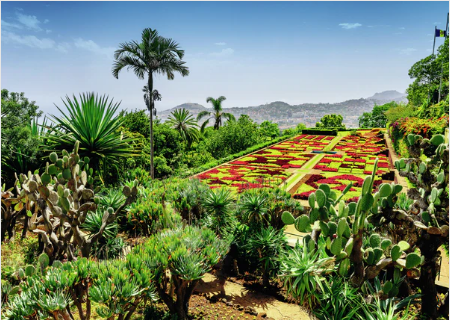 Ravensburger Exclusive - Beautiful Gardens - Botanical Garden, Madeira (1000pcs)